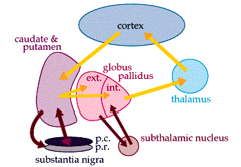 cerebellum basal ganglia
