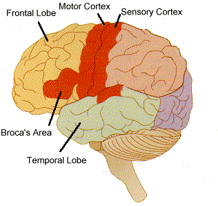 sensory cortex piece