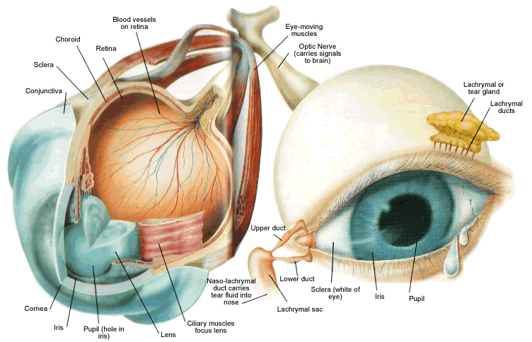 eye nerves