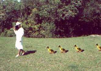 Learning Who is Your Mother: Behavior of Imprinting Learning Who is Your Mother: Behavior of Imprinting