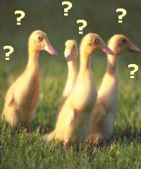 Learning Who is Your Mother: Behavior of Imprinting Learning Who is Your Mother: Behavior of Imprinting